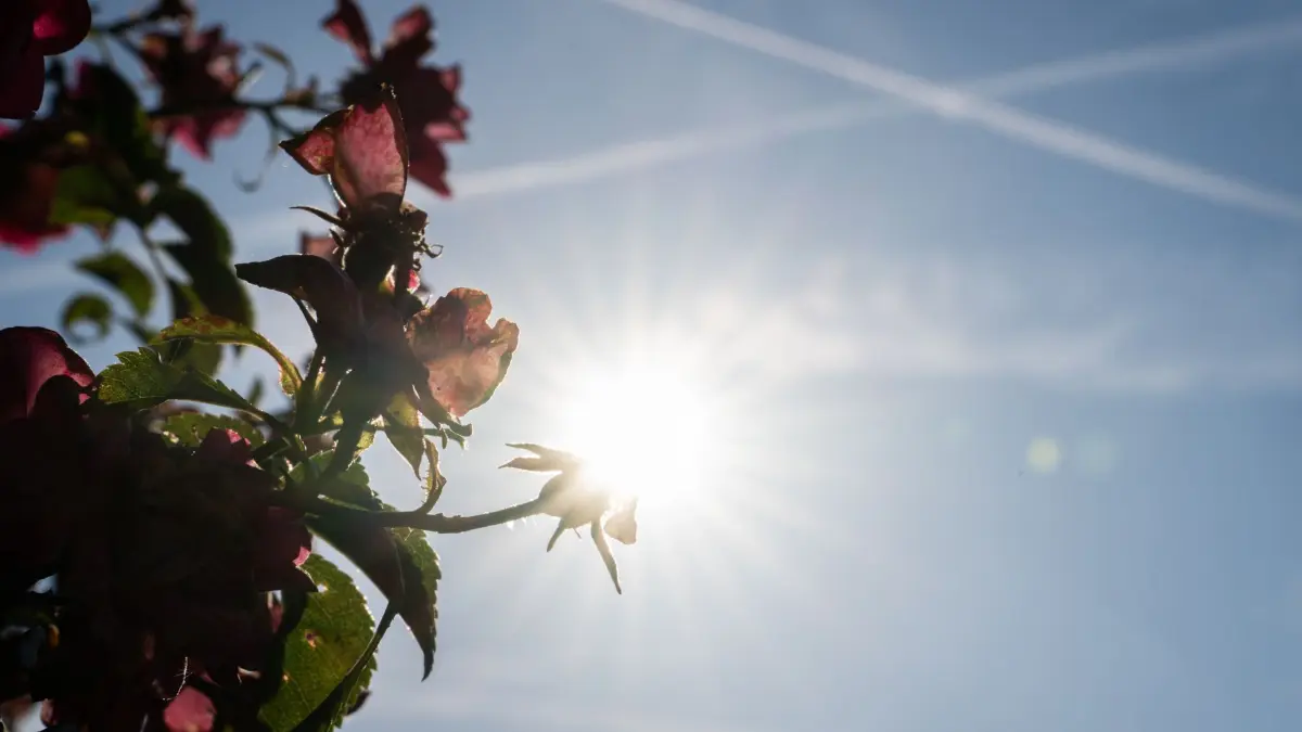 Wetter in Hessen: ARCHIV - 18.06.2026, Hessen, Frankfurt am Main: Rosen blühen am Mainufer. (zu dpa: «Erst etwas Abkühlung, dann wieder Hitze in Hessen erwartet») Foto: Hannes P. Albert/dpa +++ dpa-Bildfunk +++