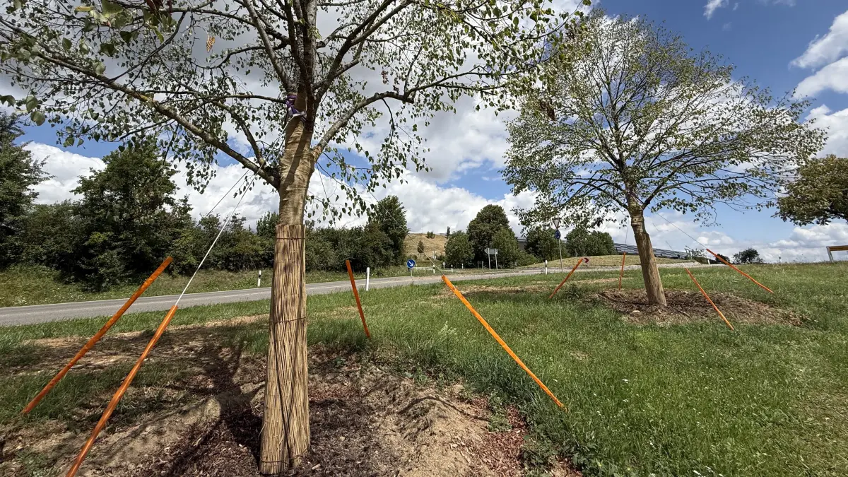 Gespannte Gurte stabilisieren die frisch versetzten Bäume auf dem Wolfsberg bei Nagold.