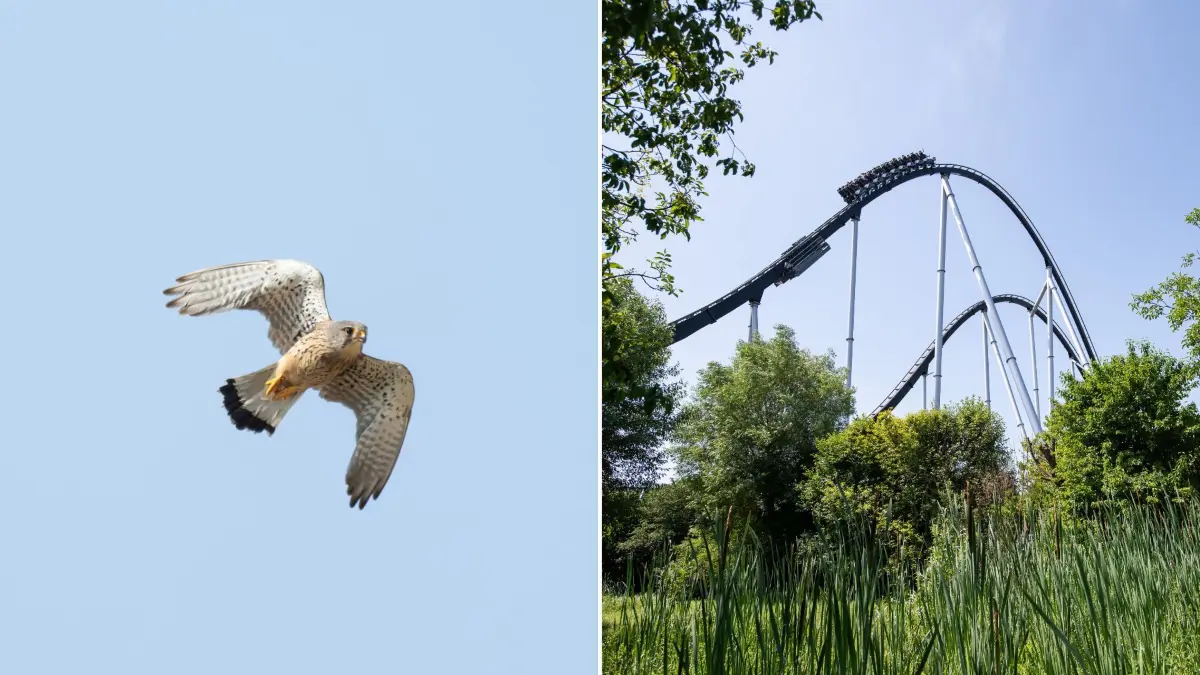 Vögel im Europa-Park