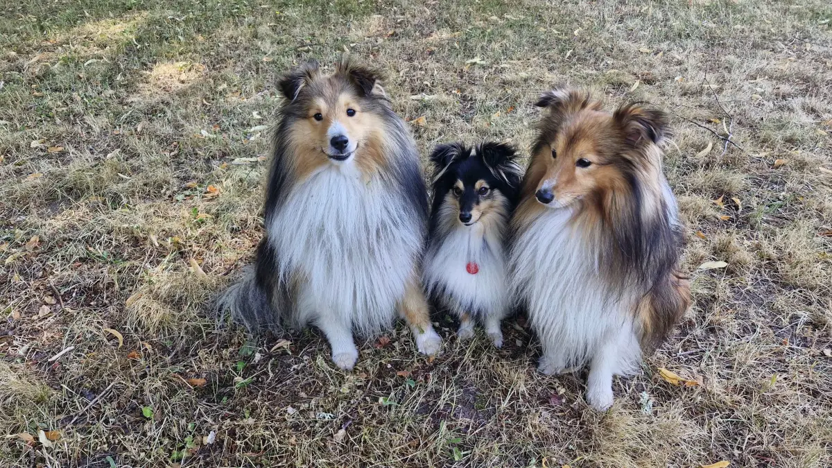 Die Hundebesitzer der Gemeinde Oberreichenbach müssen etwas tiefer in die Tasche greifen.