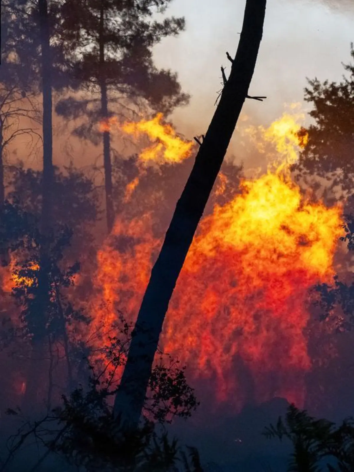 Ein Waldbrand breiten sich in der Nähe der Region Le Proge im Westen Frankreichs aus.