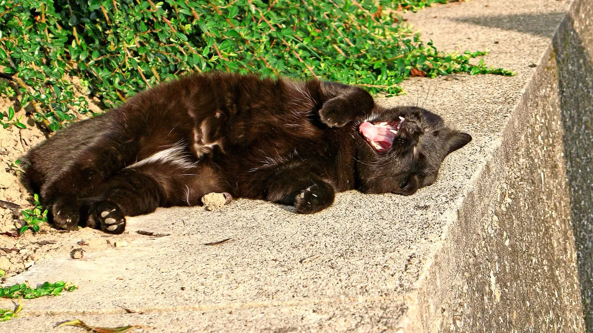 Das Thema Katzenschutz sorgt weiter für Unmut in der Gemeinde Friesenheim.