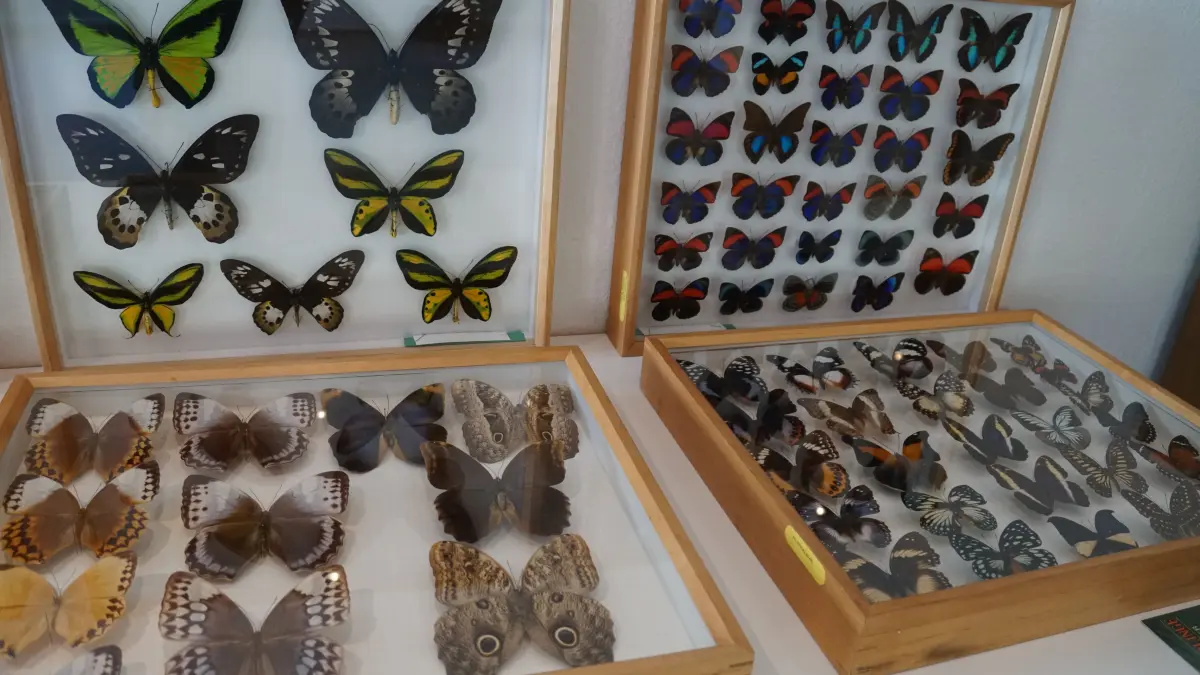Ausstellung Schmetterlinge Martin Huster