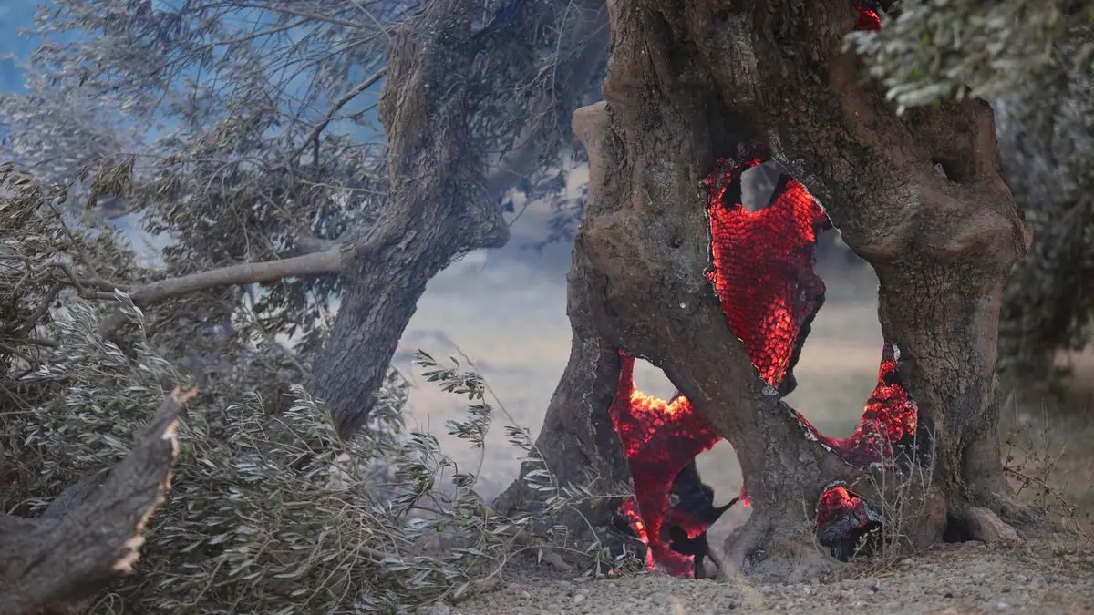 Bei einem Waldbrand in der Region Rethymno auf der südgriechischen Insel Kreta lodern Flammen an einem Olivenbaum.