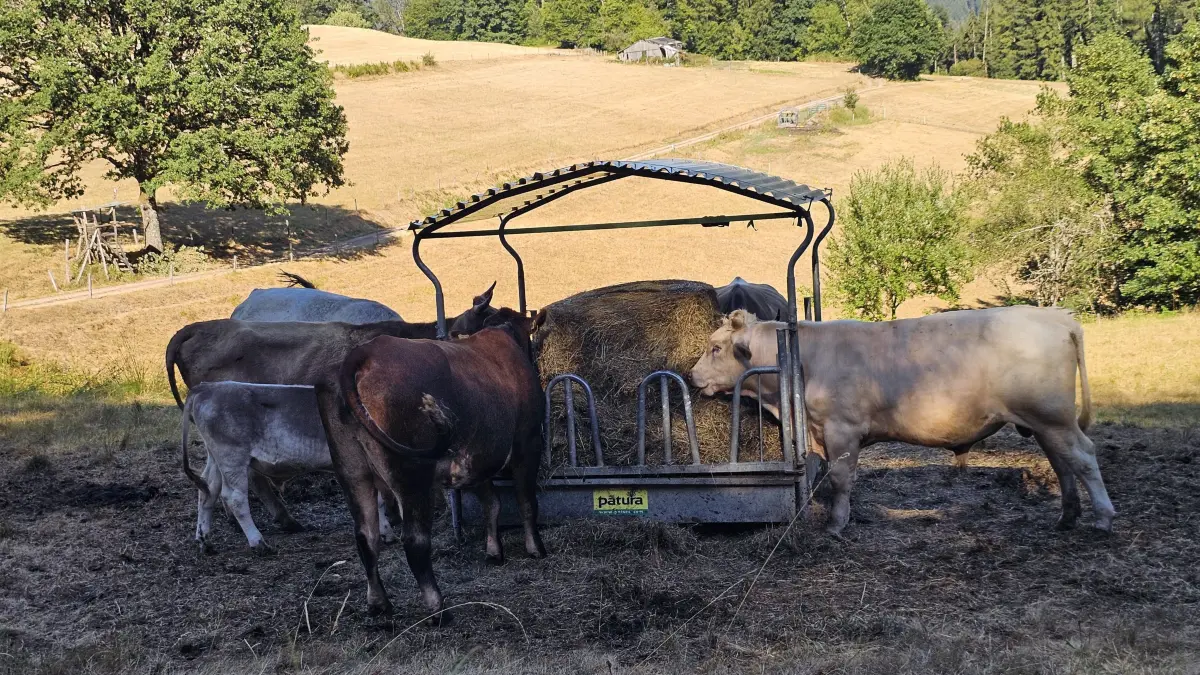 Heimische Landwirte geraten in der aktuellen Hitze- und Dürreperiode in Not. Das Futter geht aus, Preise schießen in die Höhe. Schlachtungen werden in Betracht gezogen, aber die Fleischpreise fallen derzeit in den Keller.