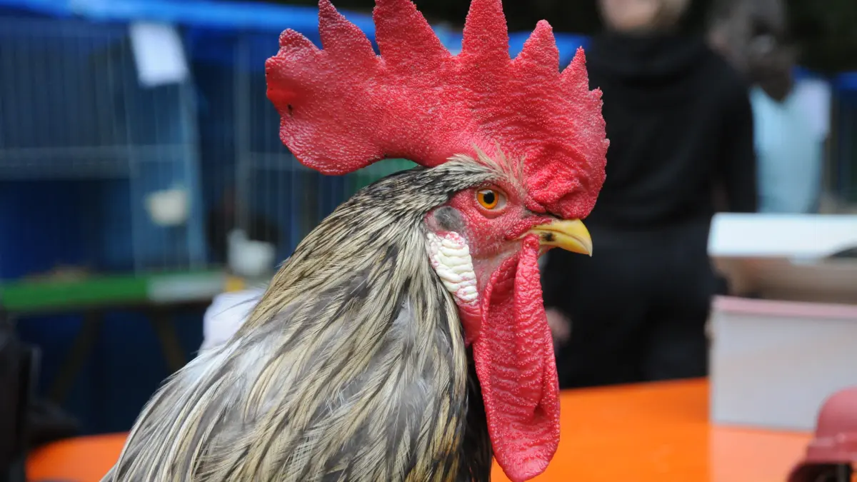 Kulturgut und liebenswertes Hobby oder Tierquälerei? Dazu gibt es unterschiedliche Ansichten.