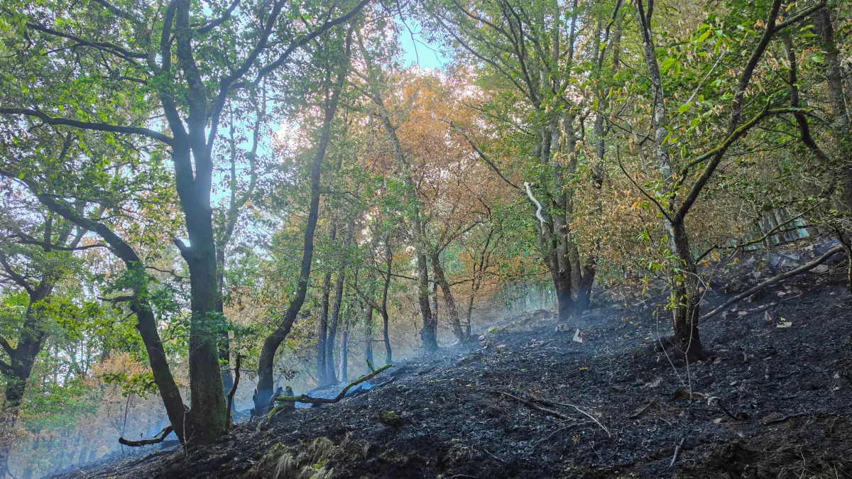 Der steile Waldhang stand in Flammen.