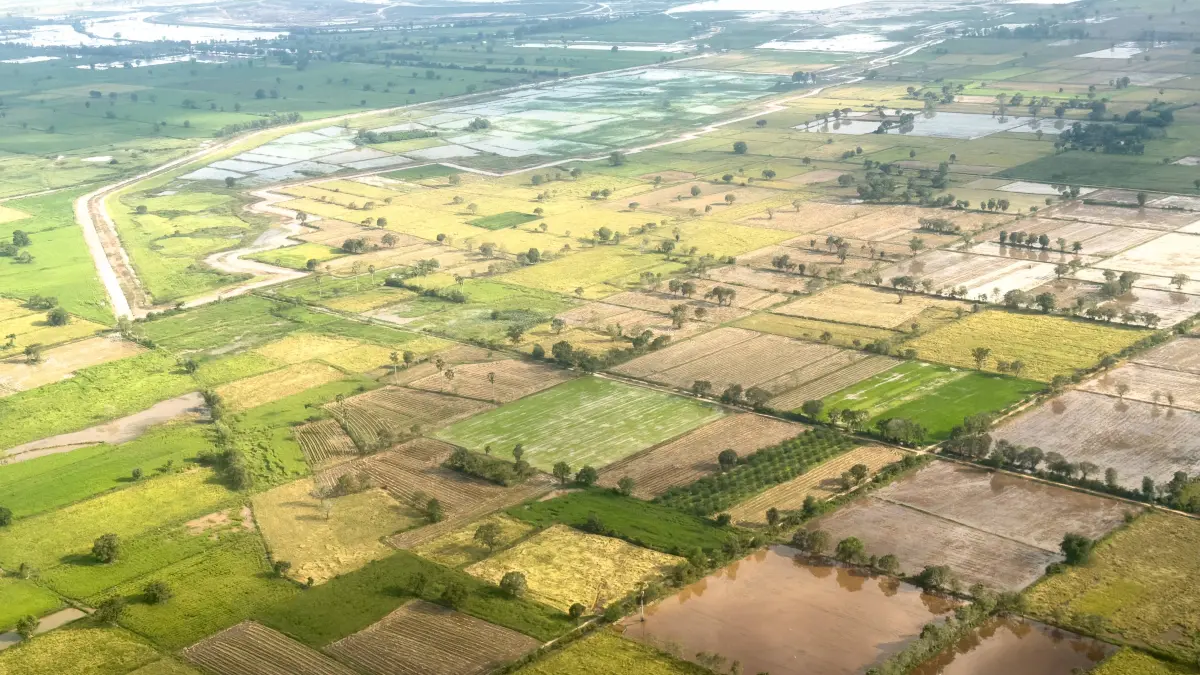 Blick auf Reisfelder bei Phnom Penh in Kambodscha.