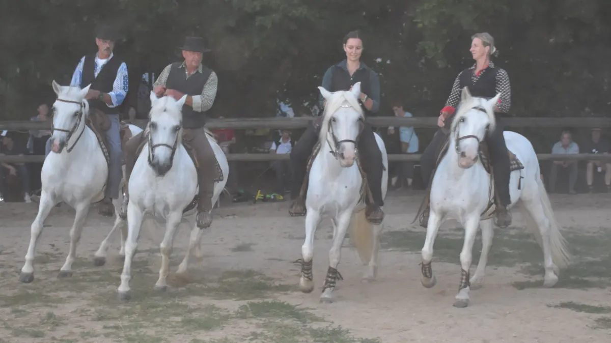 Die Pferde der Camargue waren in Nordstetten zwei Tage lang die Stars.