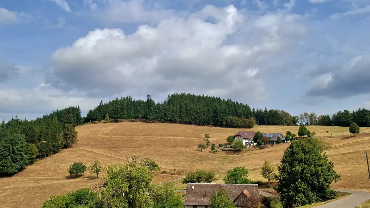 Der Sommer hat seine Spuren hinterlassen: Vom typischen satten Grün auf vielen Wiesen kaum noch etwas zu erkennen.