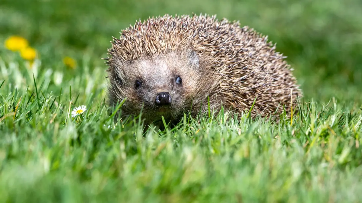 Igel: ILLUSTRATION - 24.04.2020, Bayern, Bad Griesbach: Igel sind gefährdet. (zu dpa: «Mähroboter im Einsatz: Igel sterben leise und qualvoll») Foto: Armin Weigel/dpa +++ dpa-Bildfunk +++