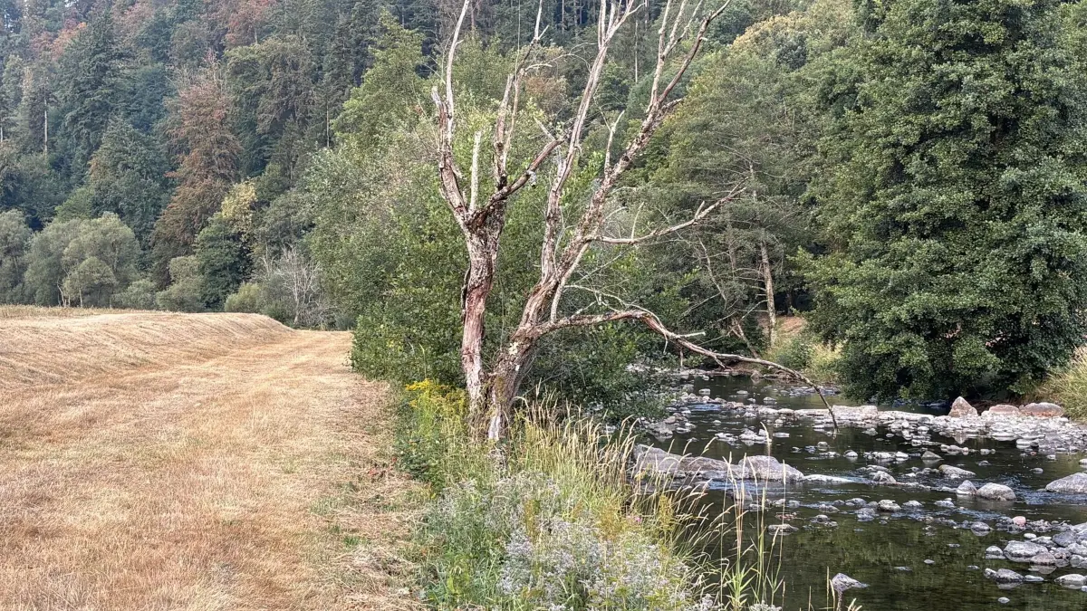 Niedrigwasser in der Wiese und trockene Flächen rund um Schopfheim