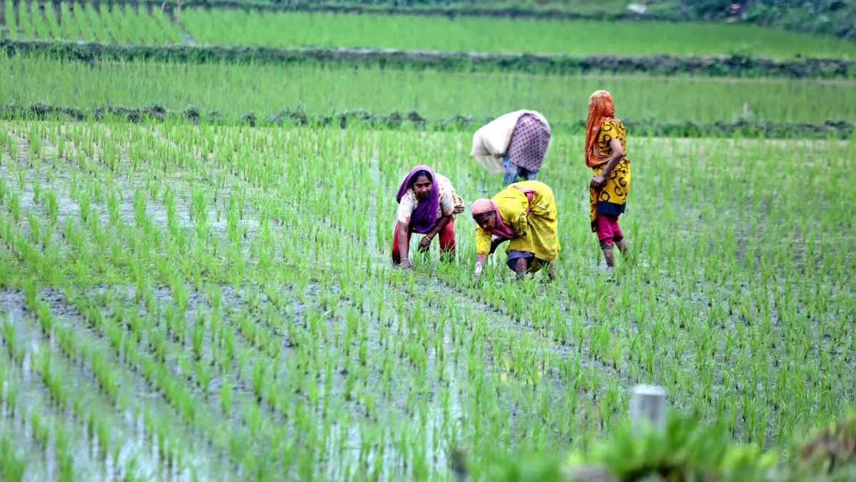 Reisfelder in Dhaka, Bangladesch.