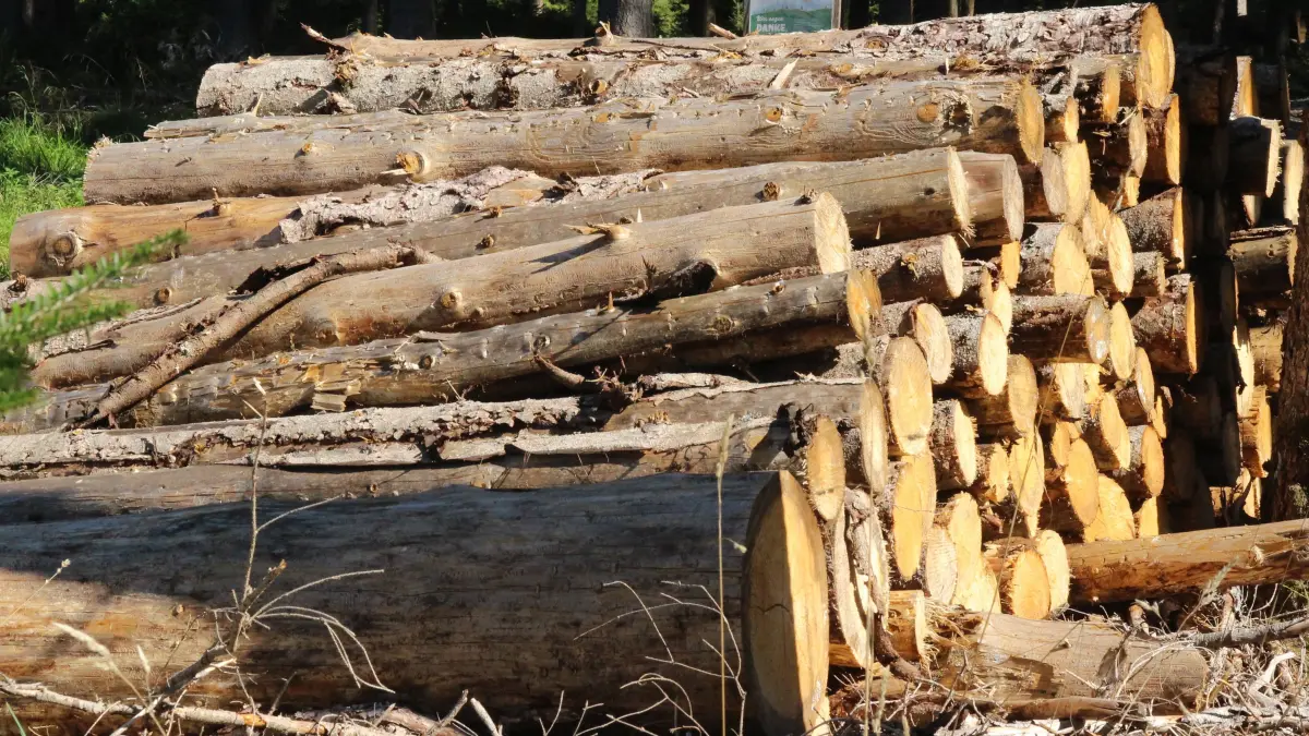 Das Holz im Stadtwald ist eine sehr gute Einnahmequelle für Bräunlingen.