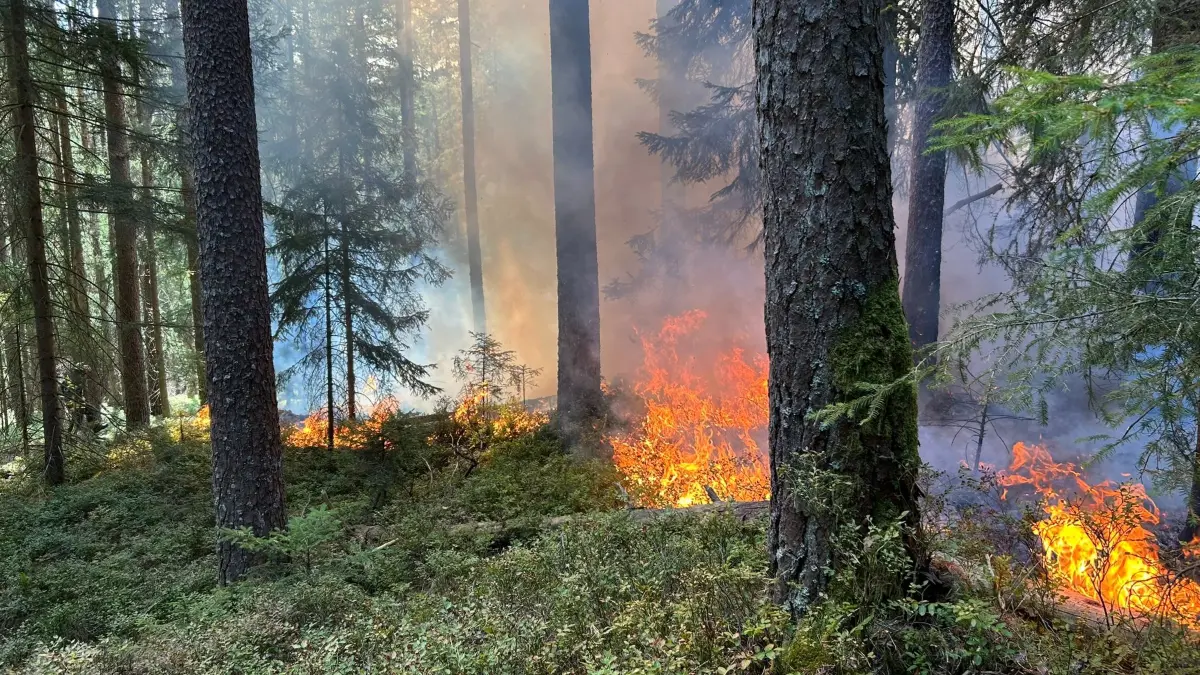 Vegetationsbrand Triberg