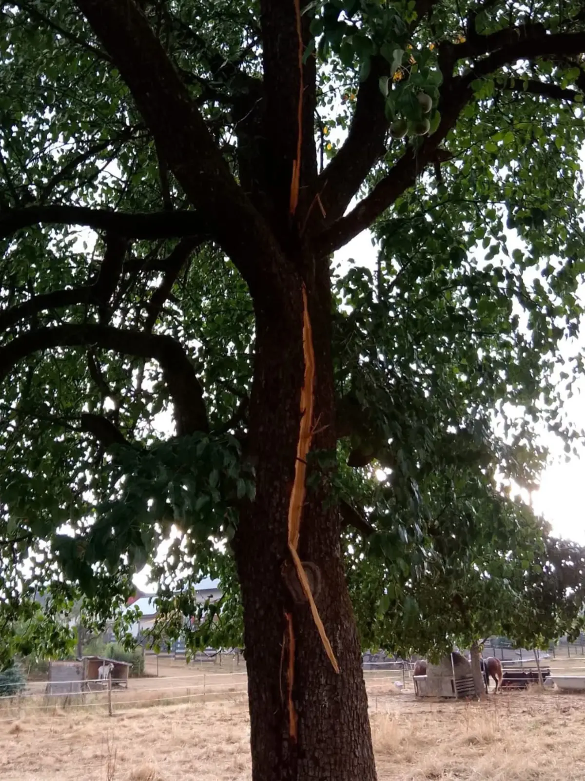 Der Blitz hat den Baum gespalten.