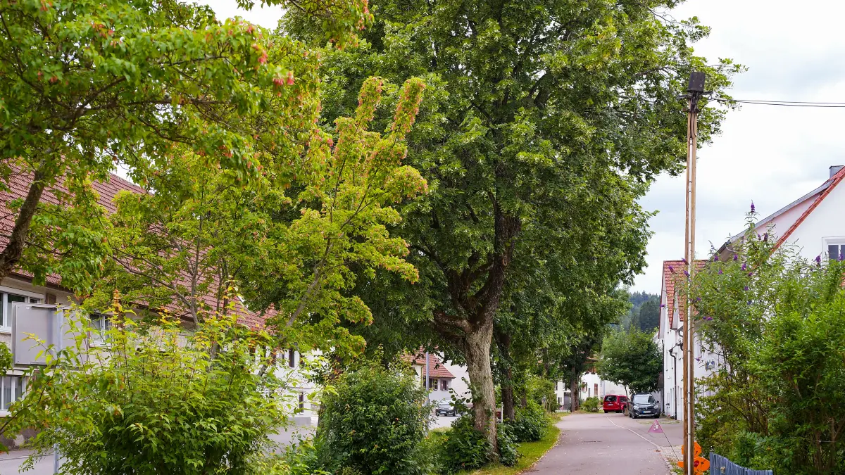 Riesig sind manche Linden und Ahorn, die an der Bach-Böschung zwischen Breitenstraße (links) und deren Ableger stehen. Nach und nach sollen nach dem Ansinnen des Ortschaftsrates Oberdigisheim die alten Bäume weg und durch klimaresiliente junge ersetzt werden.