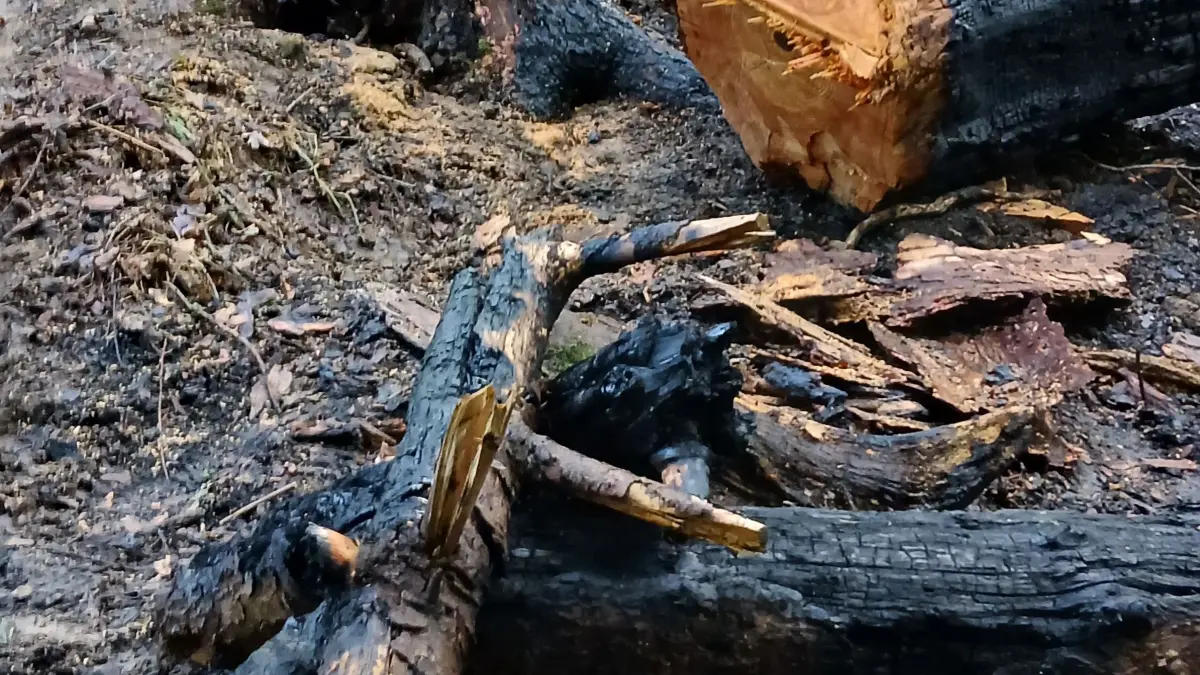 Einen Waldbrand gab es in Friesenheim.