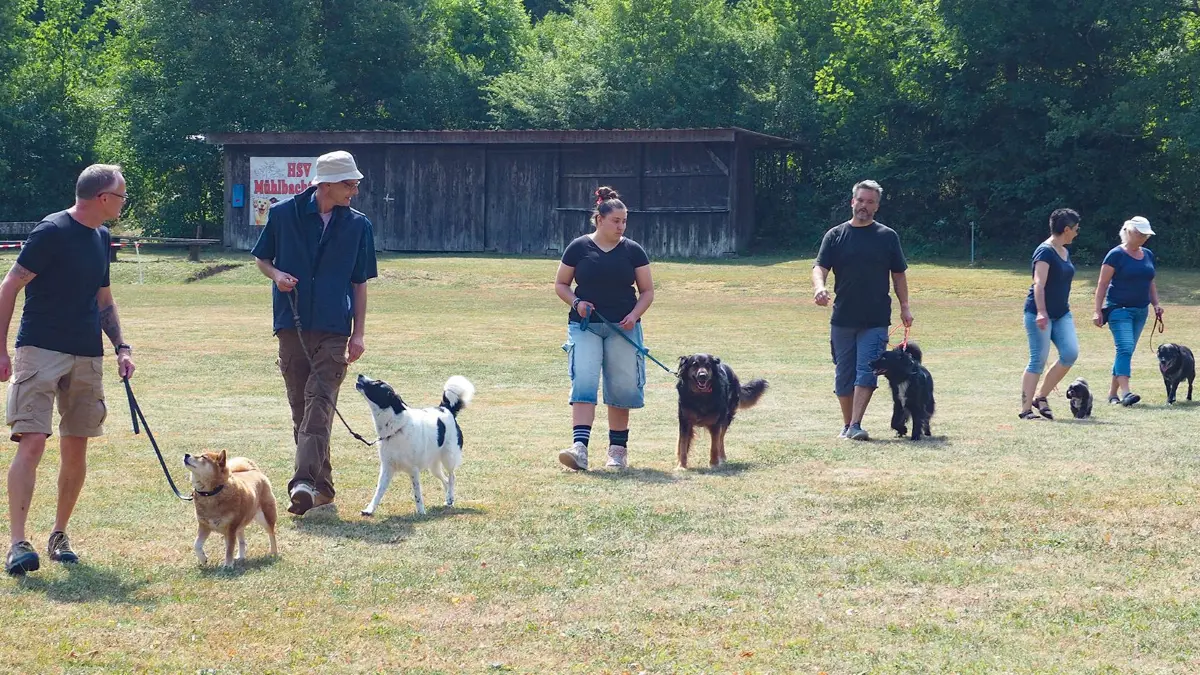 Hunde und Halter marschieren zur Quadrille auf.