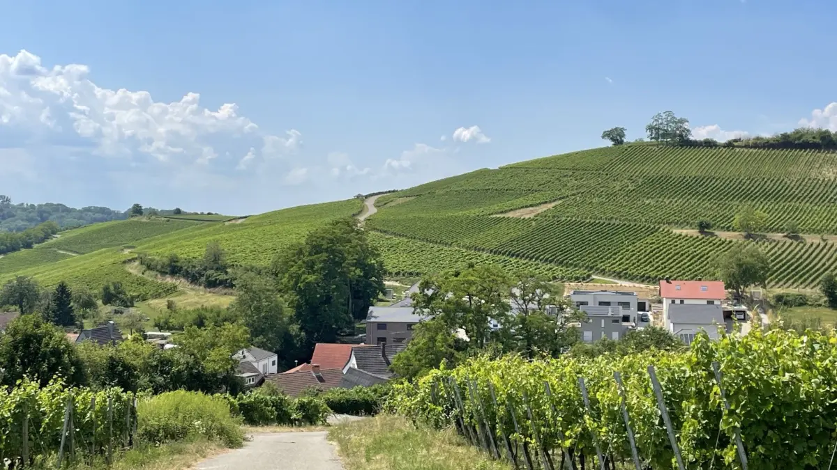 Mauchen Reben