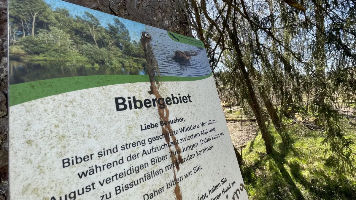 Bibergebiet sind der Sommeraubach und die Brigach im Bereich kurz vor dem Klosterweiher. Für den Badesee bringt das massive Probleme mit sich, sagt Bürgermeister Michael Rieger. Er fordert eine Lösung.