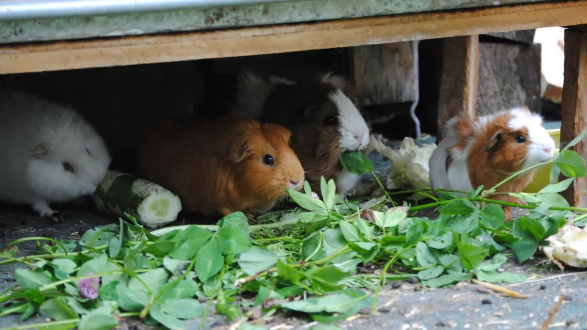 Meerschweinchen in einem Gehege: ARCHIV - Knabber-Kollektiv: Meerschweinchen sind gesellige Tiere und fühlen sich in kleinen Gruppen besonders wohl. (zu dpa: «Kaninchen und Meerschweinchen: So gelingt die Gruppenhaltung») Foto: Jennifer Jahns/dpa-tmn - Honorarfrei nur für Bezieher des dpa-Themendienstes +++ dpa-Themendienst +++