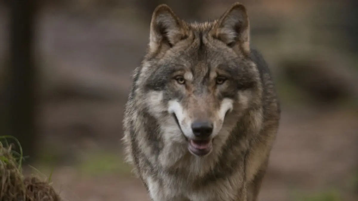 Ein Wolf in freier Natur. Dietmar Nill/Nationalpark Schwarzwald