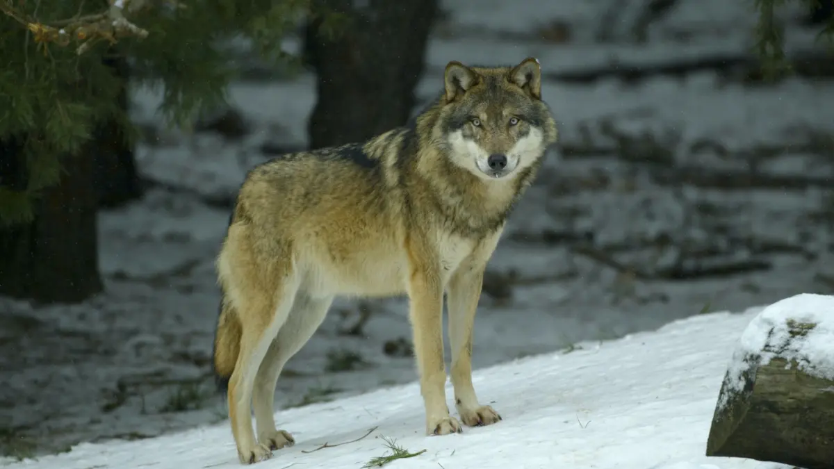 Wolf im Winter.