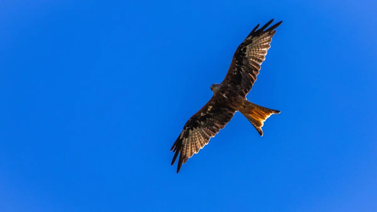 Roter Milan Symbolbild: ARCHIV - 19.08.2025, Mecklenburg-Vorpommern, Wittenburg: Ein Roter Milan (Milvus milvus) fliegt bei der Futtersuche über einem Feld. (zu dpa: «Vier Milane mit Giftköder getötet») Foto: Jens Büttner/dpa +++ dpa-Bildfunk +++