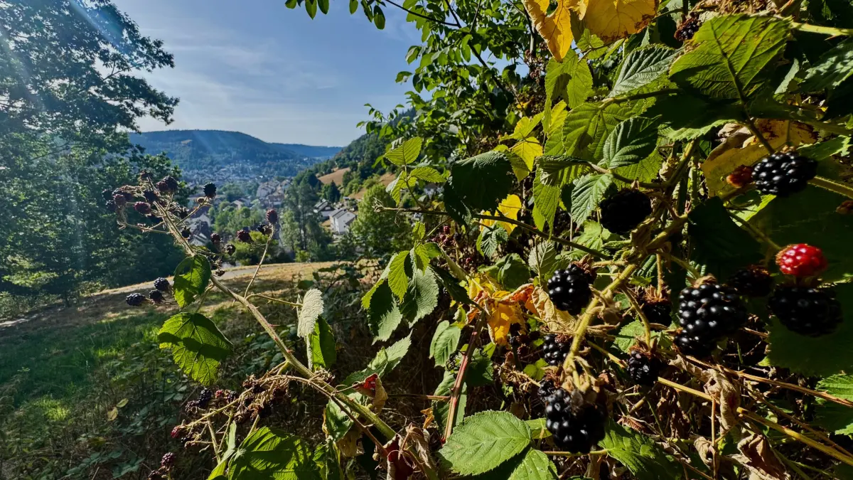 Unterhalb der Ruine Schilteck, mit Blick hinab ins Tal nach Schramberg, tragen die Brombeeren gerade besonders üppig.