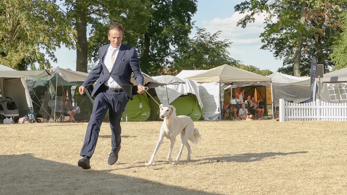 Die Wettbewerbsteilnehmer präsentieren die grazilen Bewegungen ihrer Windhunde auch im Laufschritt.