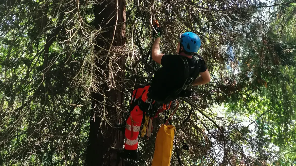 Tobias Weissenmayer der Höhenrettungsgruppe der Feuerwehr Calw klettert auf den Baum, um eine Katze zu retten.