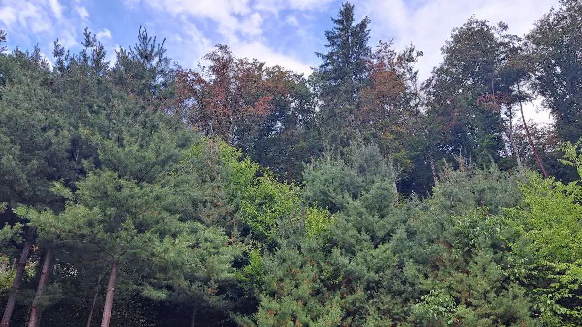 Schon jetzt färben sich wegen der anhaltenden Trockenheit und Hitze manche Baumkronen – wie hier in Dörlinbach – herbstlich.