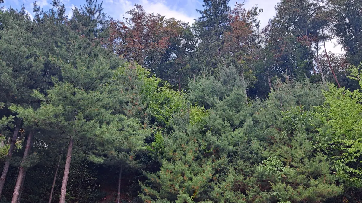 Schon jetzt färben sich wegen der anhaltenden Trockenheit und Hitze manche Baumkronen – wie hier in Dörlinbach – herbstlich.