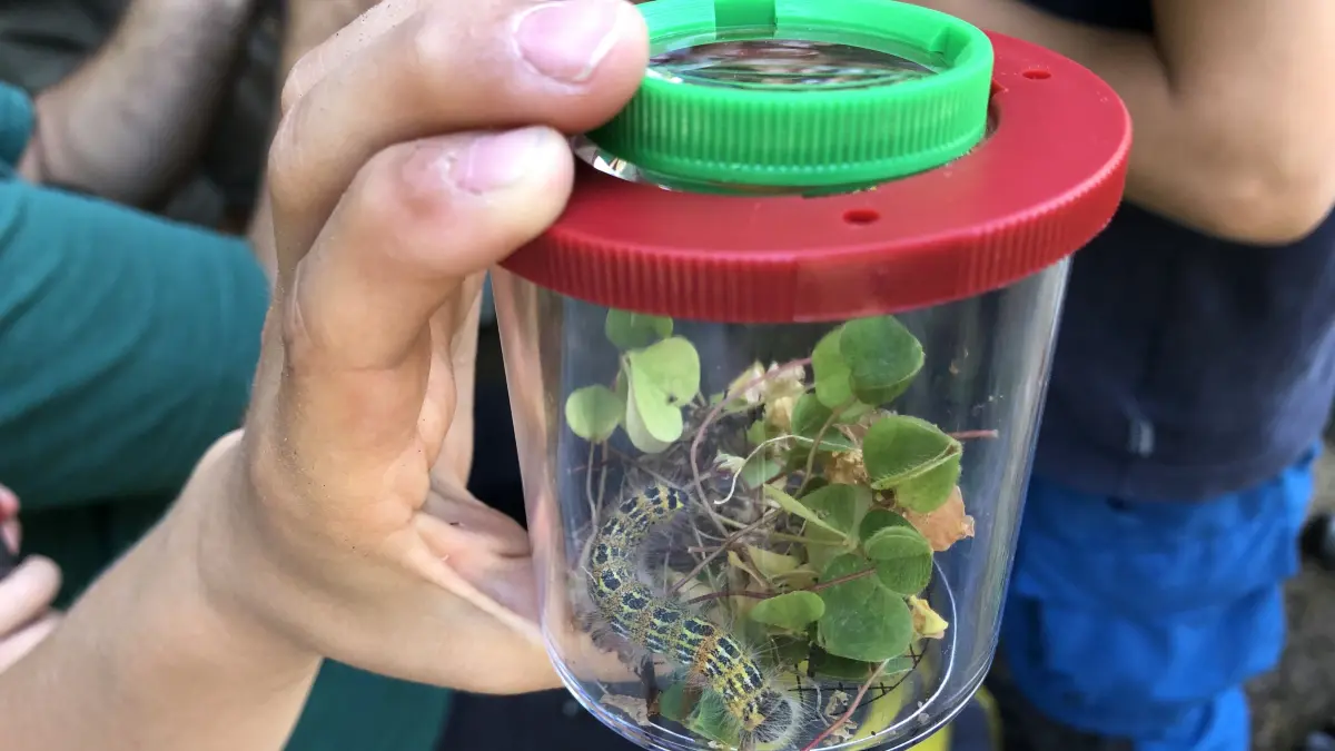 Die größte Raupe wurde im Becherglas bestaunt