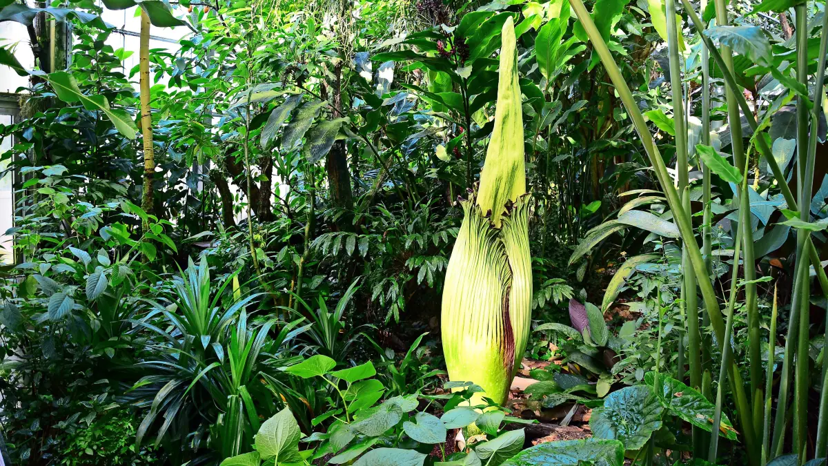 Die Titanwurz ist die größte Blume im Pflanzenreich.