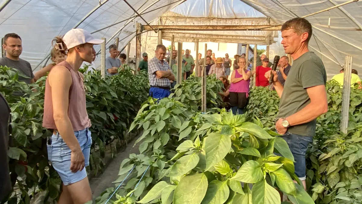 Im einem der Gewächshäuser stehen Paprika, dort werden die Pflanzen mit Tröpfchenbewässerung versorgt. Michael Lang (rechts) wurde auch von Hobbygärtnern gefragt, wie man mehr Schoten an den Pflanzen erzeugen kann.