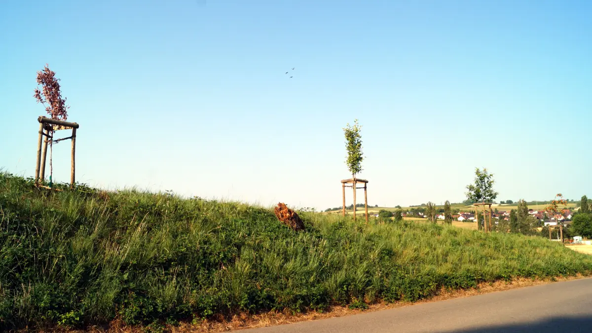 Jungbäume kurz vor dem Schallbacher Hohlweg an der Ortsverbindungsstraße nach Wittlingen – dort ist bislang nur ein einziges Bäumchen verdorrt.
