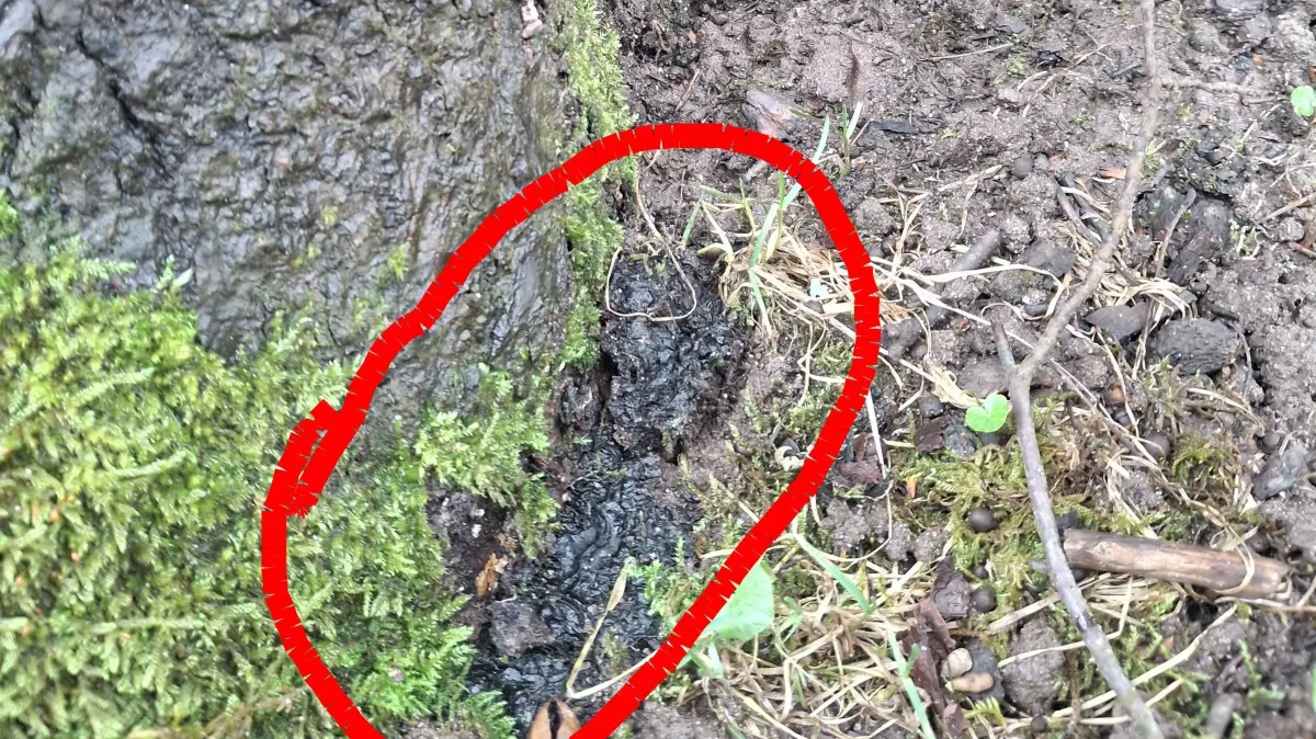 Gut zu erkennen ist der Brandkrustenpilz, der diese Linde befallen hat. Der Pilz sorgt dafür, dass das Holz des Baumes verfault.