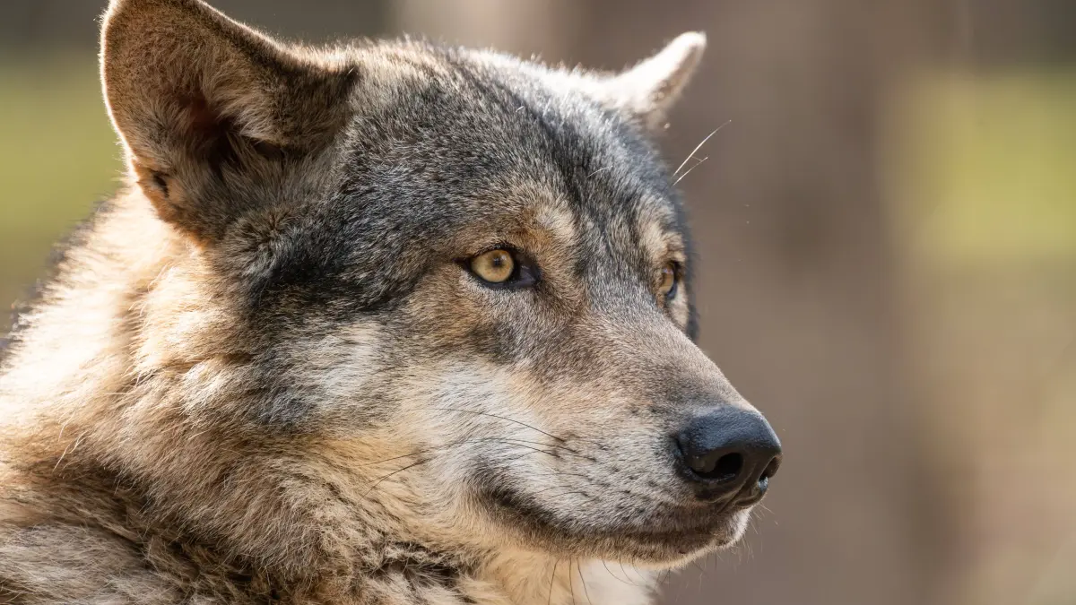 Ein Wolf ist in einem Gehege im Alternativer Wolf- und Bärenpark Schwarzwald in Bad Rippoldsau-Schapbach zu sehen. Bad Rippoldsau-Schapbach Baden-Württemberg Deutschland *** A wolf can be seen in an enclosure in the Alternative Wolf and Bear Park Black Forest in Bad Rippoldsau Schapbach Bad Rippoldsau Schapbach Baden Württemberg Germany