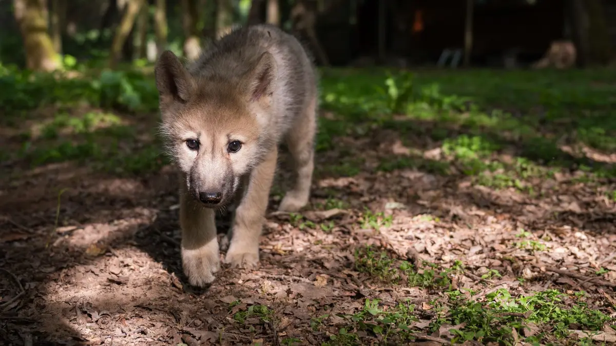 Wolfswelpe: ARCHIV - 15.06.2021, Saarland, Merzig: Ein Wolfswelpe läuft durch ein Gehege. (zu dpa: «Tötung von Wolfswelpen: Umweltschützer legen Beschwerde ein») Foto: Oliver Dietze/dpa +++ dpa-Bildfunk +++