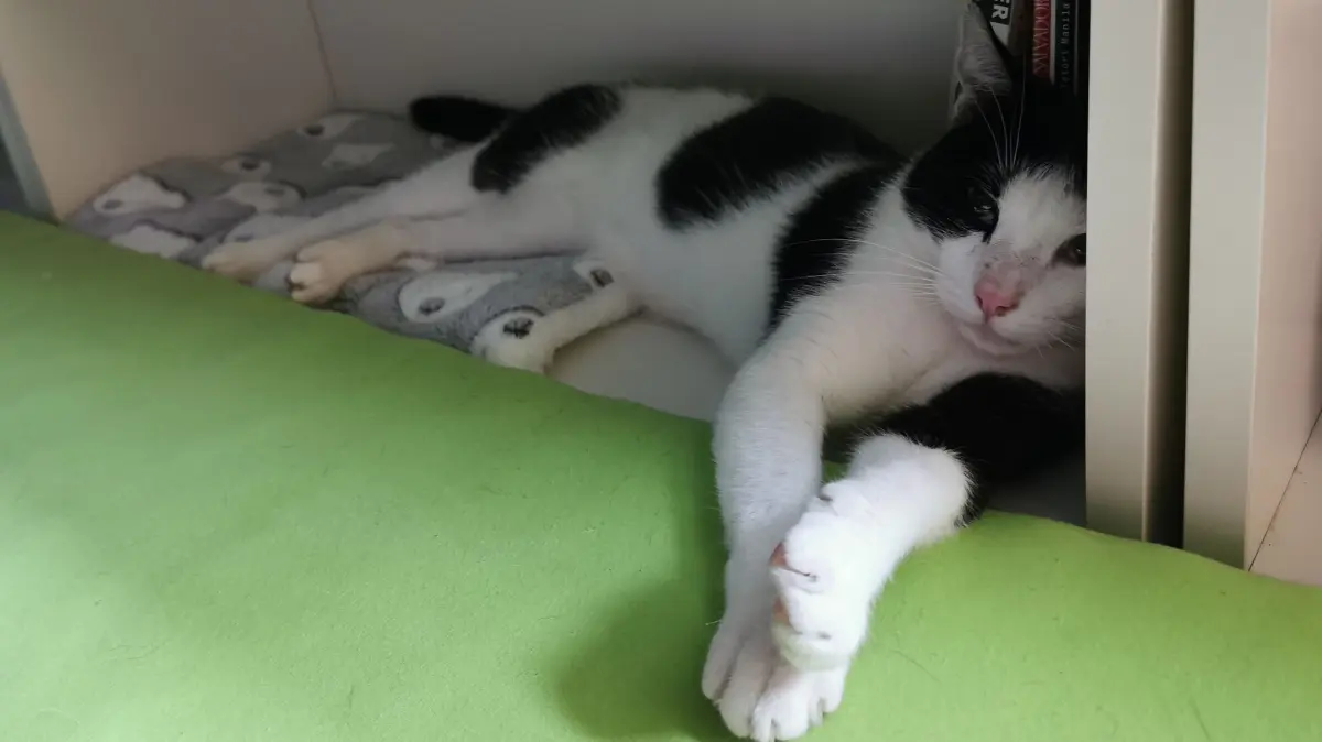 Kater Bruno ist wieder zurück in seinem Zuhause.