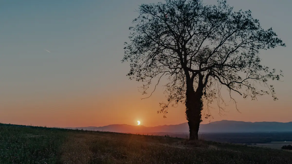Die Sonnenfinsternis bei Rheinweiler.