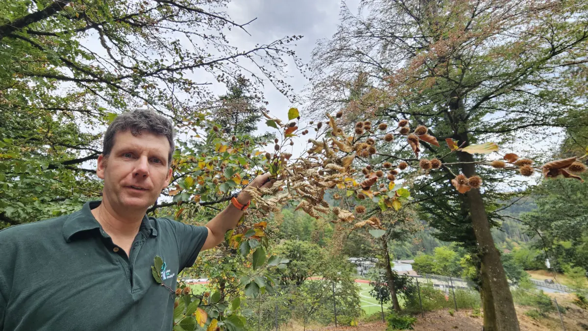 Forstbezirksleiter Christian Suchomel zeigt auf vertrocknete Zweige und die lichte Baumkrone einer großen Buche.