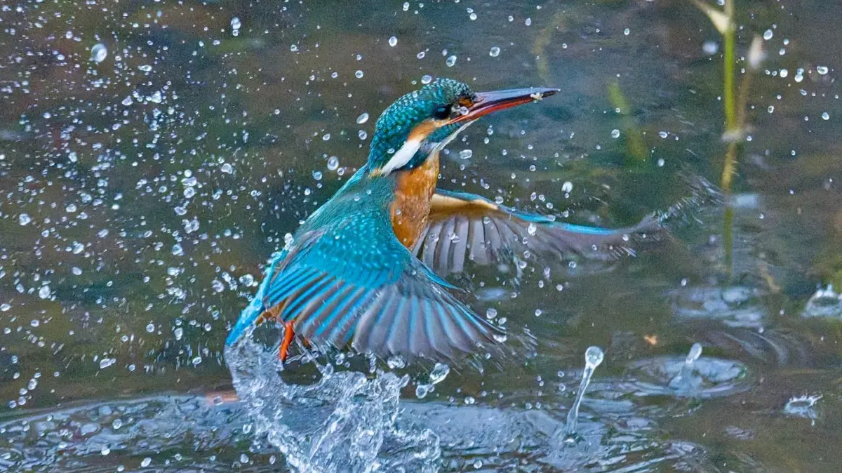 Eisvogel beim Start aus dem Wasser
