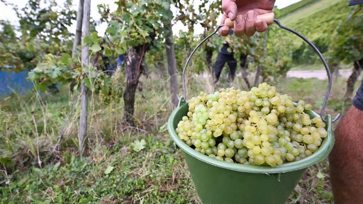 Früher als im vergangenen Jahr beginnt in diesem Jahr die Weinlese in Baden-Württemberg.