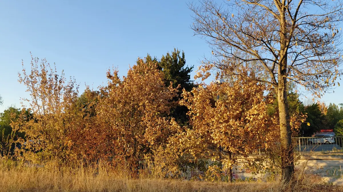 Es ist nicht nötig in die Natur rauszufahren, um den Hitzestress der Bäume zu sehen. Verbranntes Gras und verfrühte herbstliche Impressionen gibt an Straßen und inmitten von Städten überall in der Region