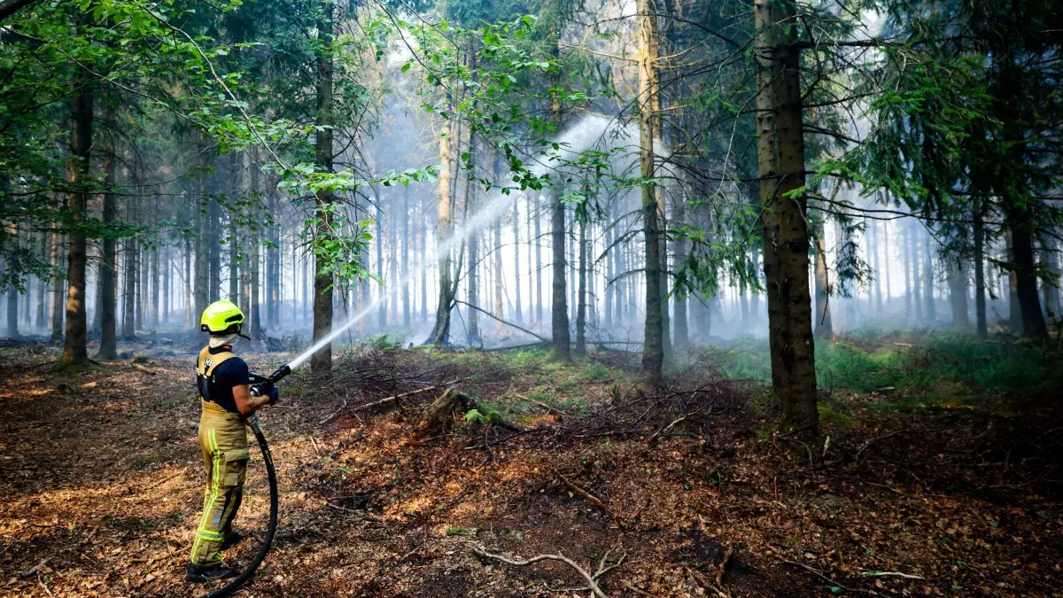 Waldbrand in Belgien: 16.08.2026, Belgien, Sourbrodt: Ein Feuerwehrmann löscht in einem Wald im Hohen Venn immer wiederkehrende Kleinstflammen ab, die unter dem Boden lodern und wieder aufflammen. Foto: Christoph Reichwein/dpa +++ dpa-Bildfunk +++