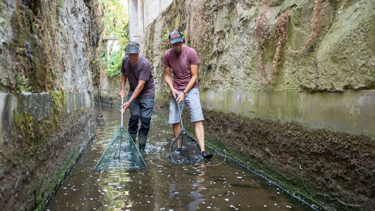 Aktion zum Retten von Fischen in Freiburg
