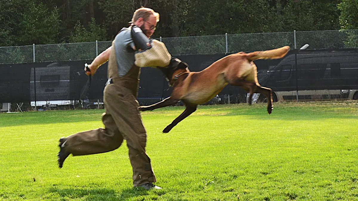Ein Hollandse Herde (Holländischer Hirtenhund) hat beim Sommerfest des Hundesportvereins Tannheim gezeigt, wie man dienstlich zur Sache geht.